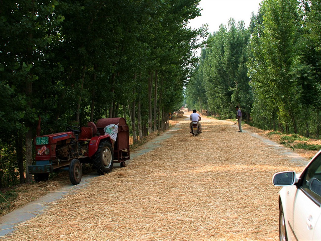 familiers du blé (Minghu œuvres Metasequoia) #12 - 1024x768