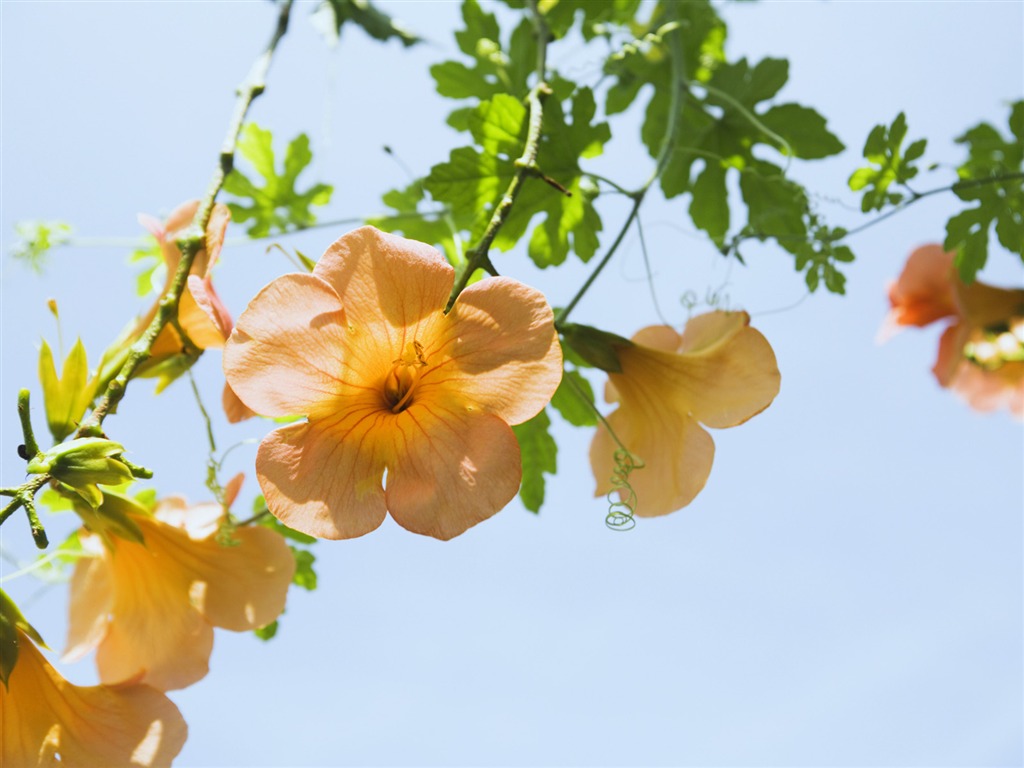 晴れた空の花の下で #5 - 1024x768