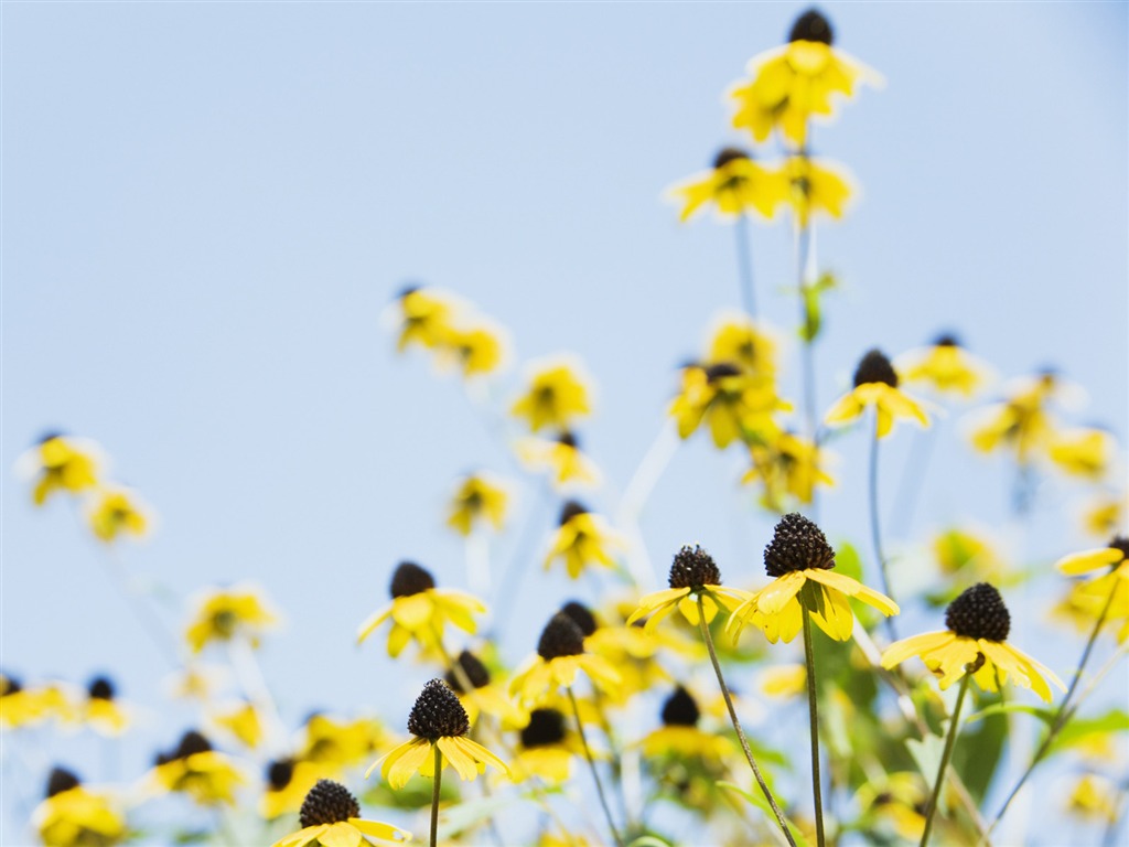 Under clear sky flowers #6 - 1024x768