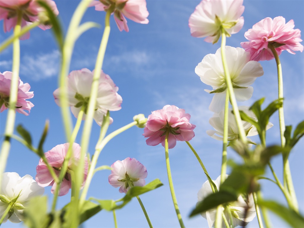 晴れた空の花の下で #25 - 1024x768