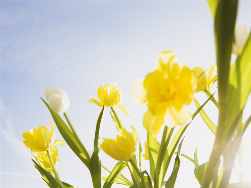 Under clear sky flowers #27 - 1024x768