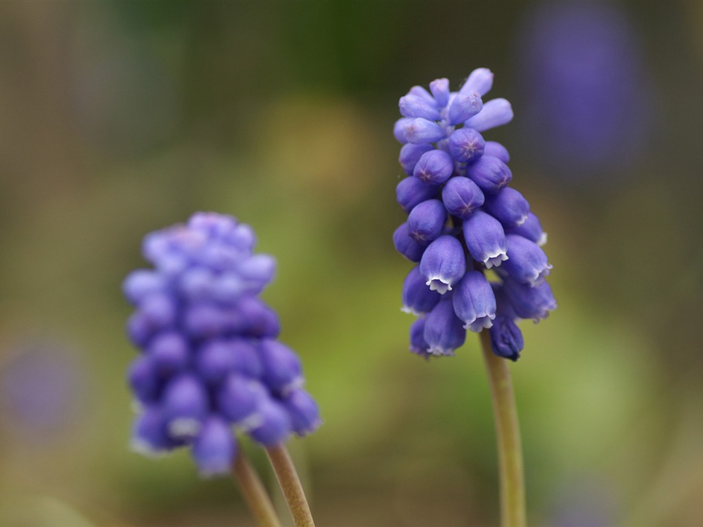 個人の花の壁紙 #4 - 1024x768