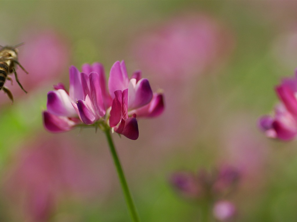 Personal Flowers Wallpaper #23 - 1024x768