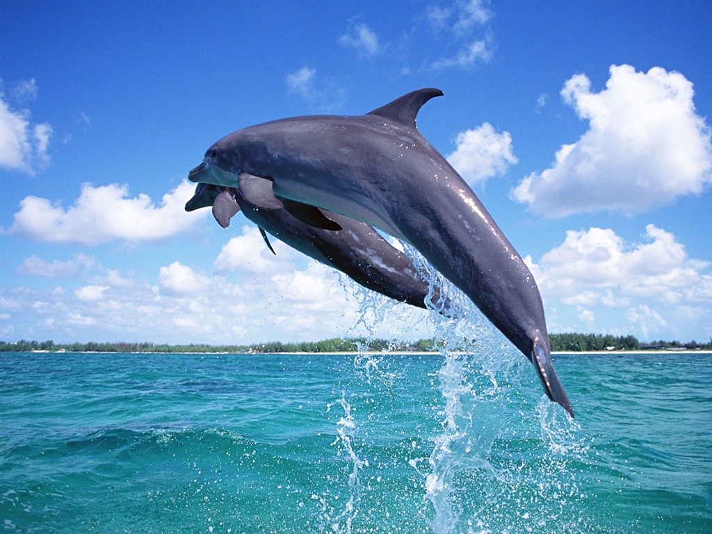 Fondo de pantalla de fotos de delfines #1 - 1024x768