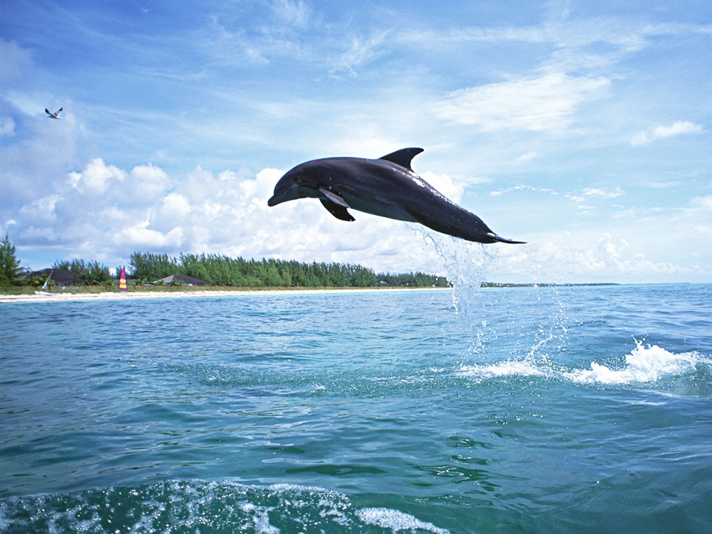 Fondo de pantalla de fotos de delfines #2 - 1024x768