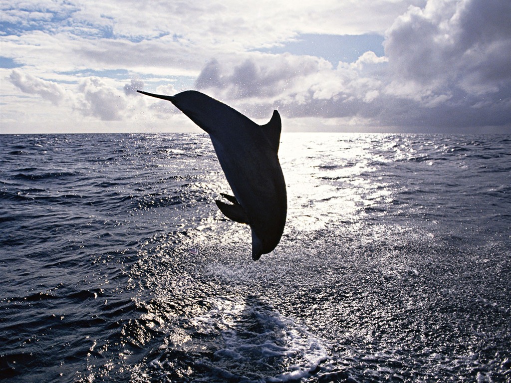 Fondo de pantalla de fotos de delfines #3 - 1024x768