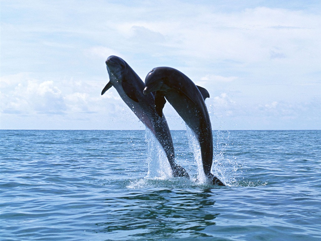 Fondo de pantalla de fotos de delfines #8 - 1024x768