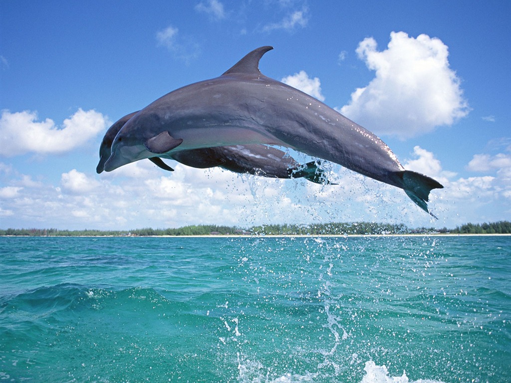 Dolphin Photo Wallpaper #9 - 1024x768