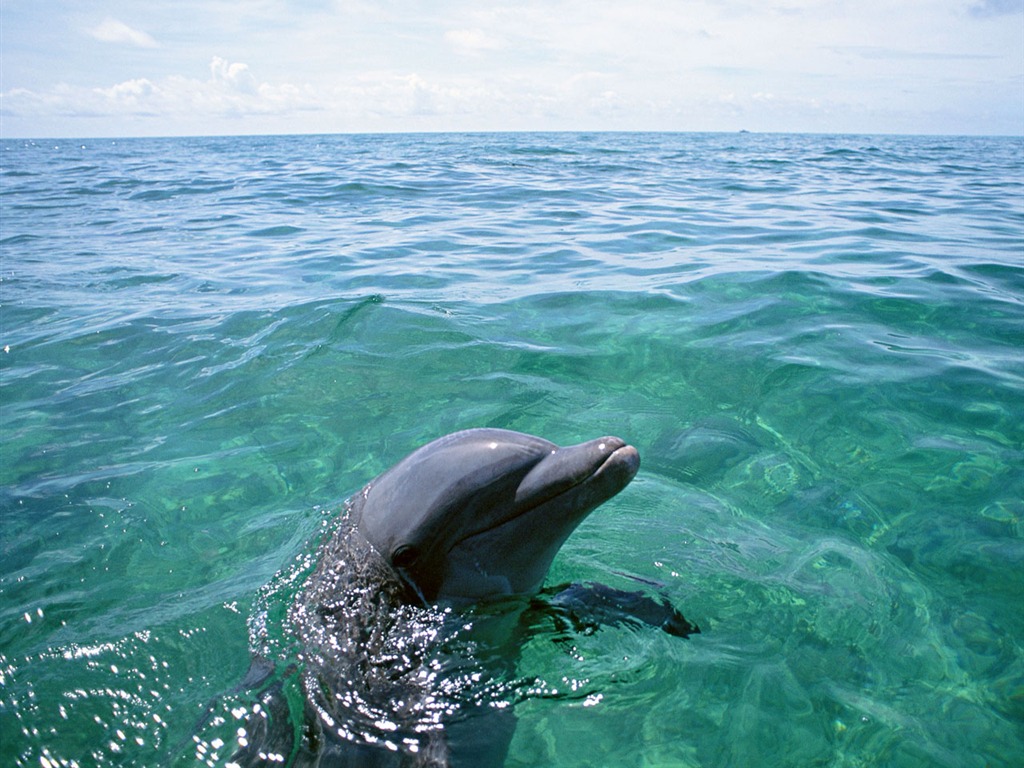 Dolphin Photo Wallpaper #16 - 1024x768