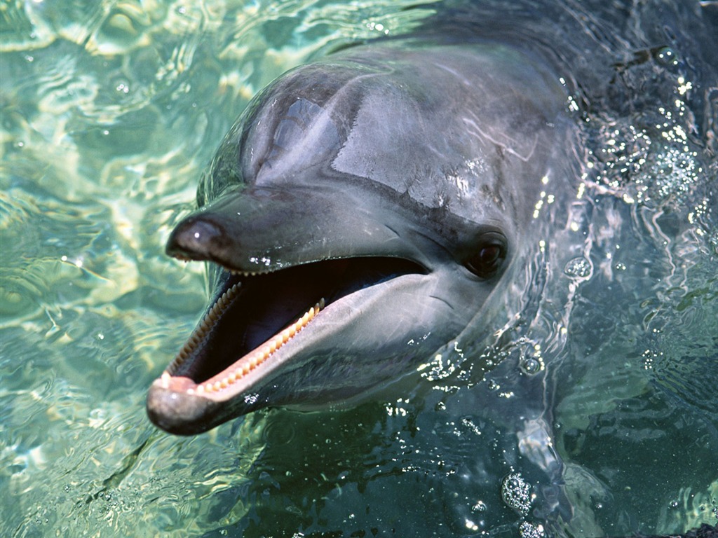 Fondo de pantalla de fotos de delfines #18 - 1024x768