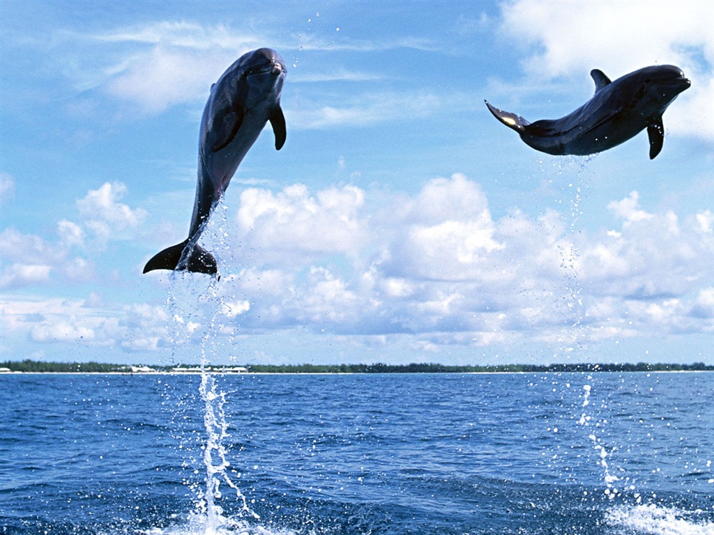 Dolphin Photo Wallpaper #19 - 1024x768