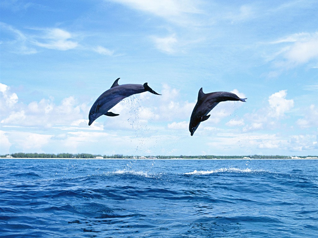 delfínů Foto Wallpaper #20 - 1024x768