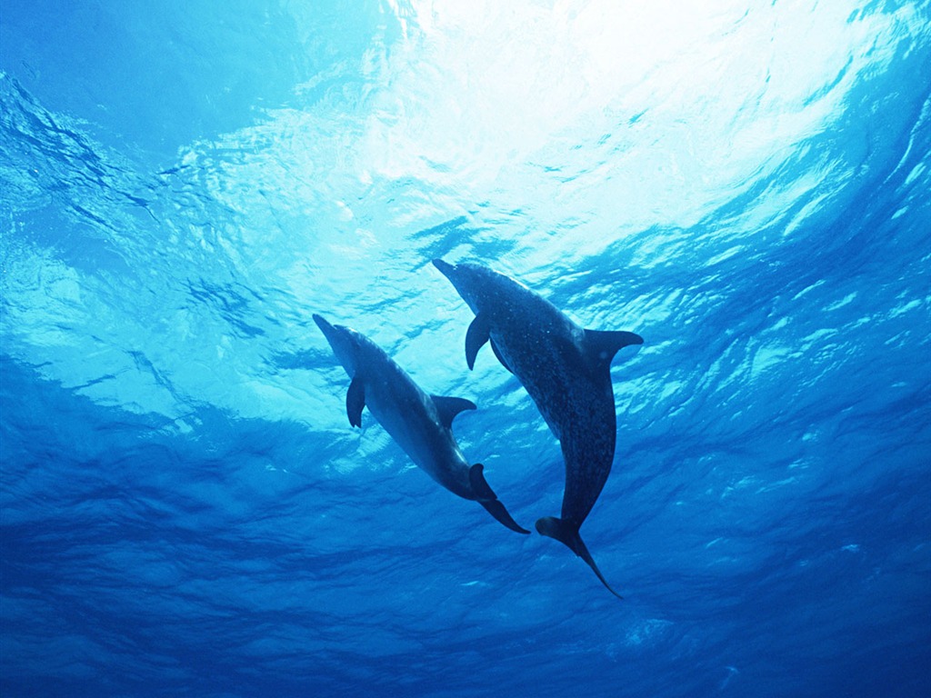 Fondo de pantalla de fotos de delfines #22 - 1024x768
