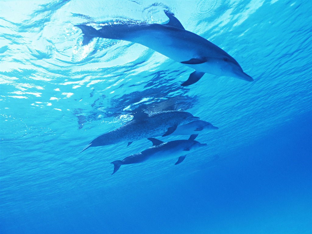 Fondo de pantalla de fotos de delfines #24 - 1024x768