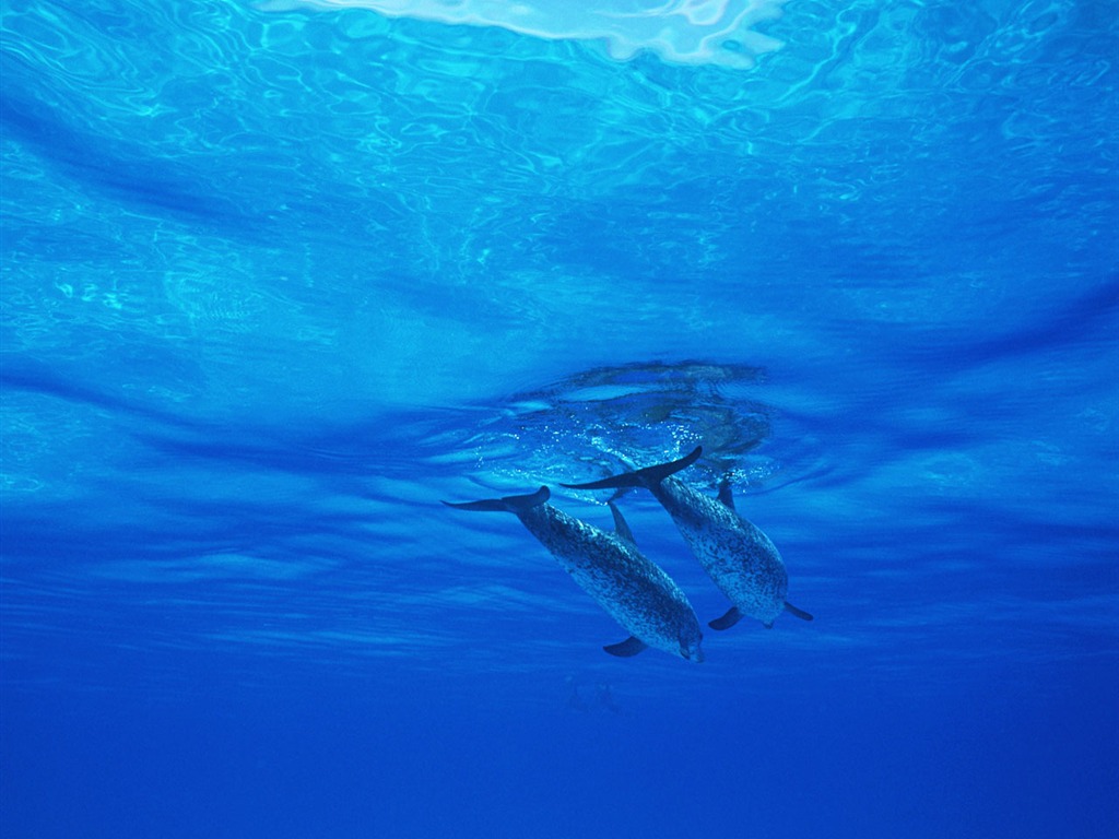 Fondo de pantalla de fotos de delfines #26 - 1024x768