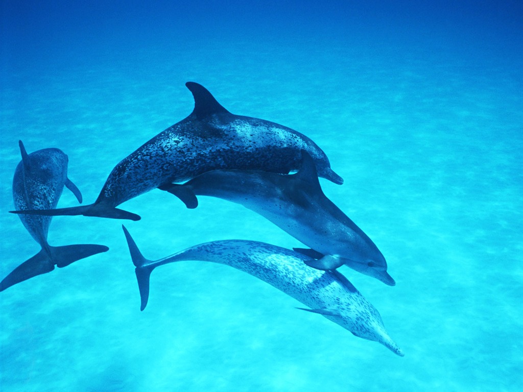 Fondo de pantalla de fotos de delfines #28 - 1024x768