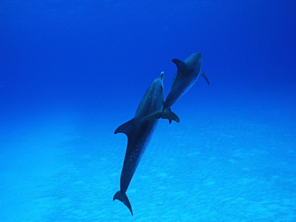 Fondo de pantalla de fotos de delfines #30 - 1024x768