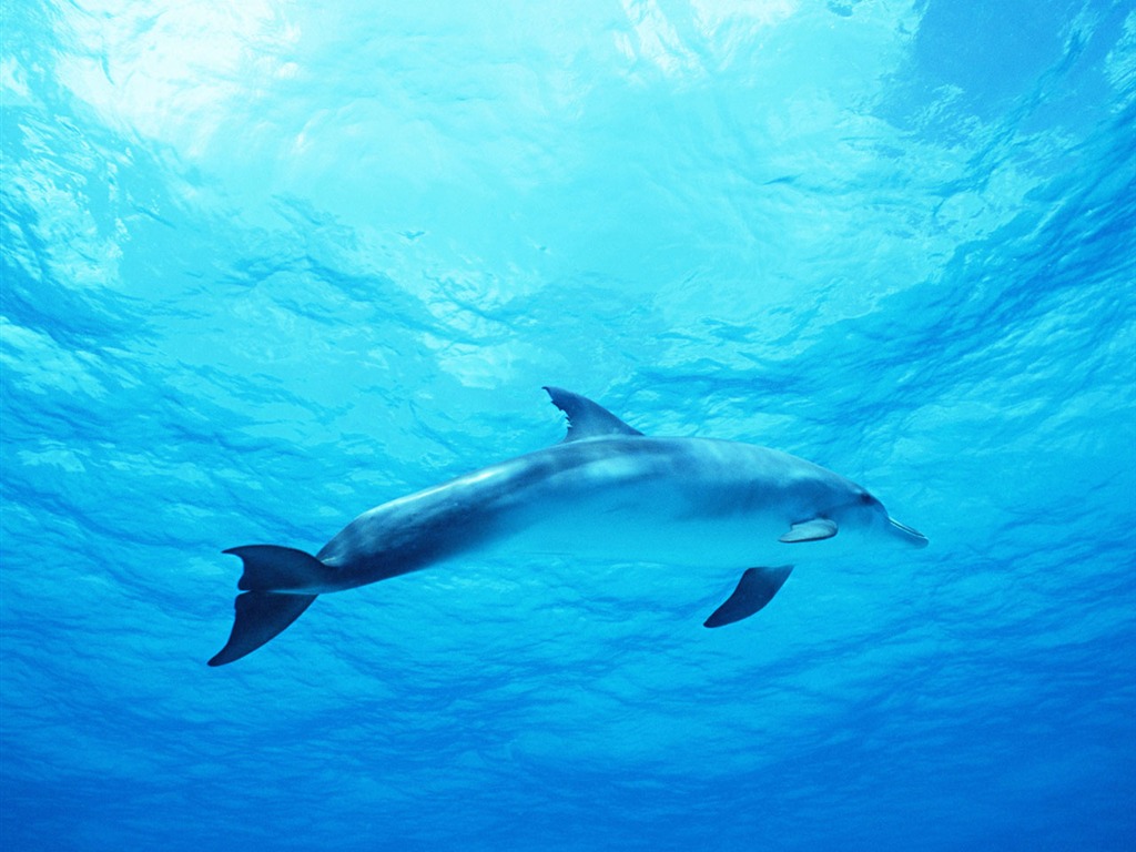 Fondo de pantalla de fotos de delfines #31 - 1024x768