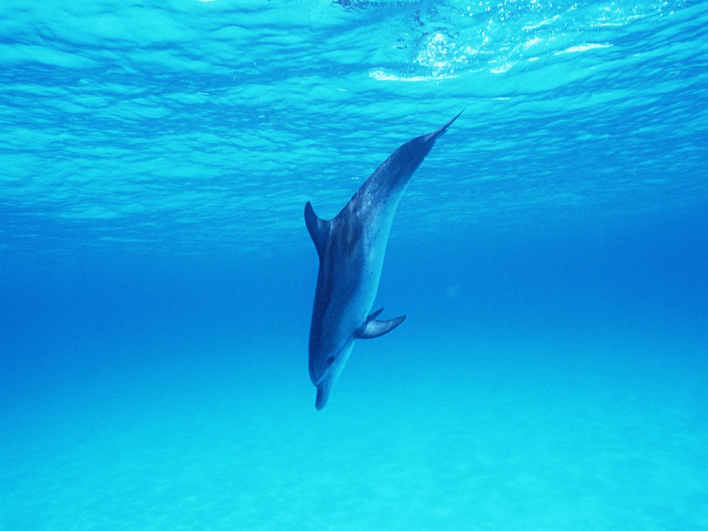 Fondo de pantalla de fotos de delfines #32 - 1024x768