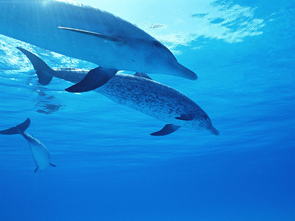 Fondo de pantalla de fotos de delfines #34 - 1024x768