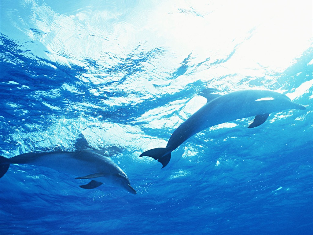 Fondo de pantalla de fotos de delfines #35 - 1024x768