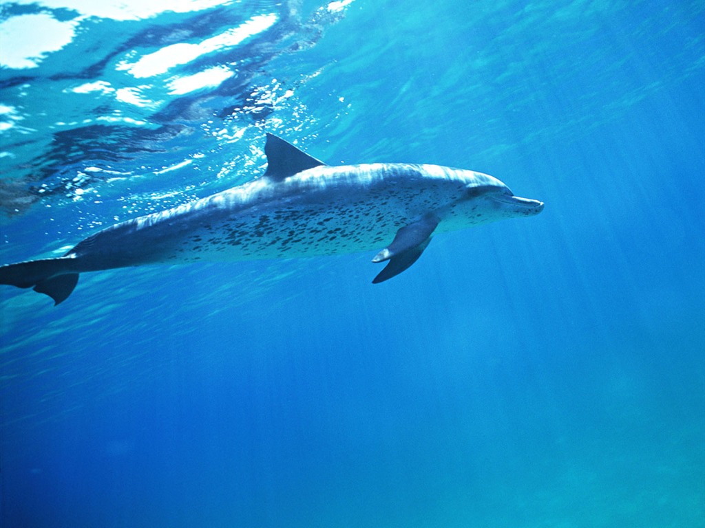 Fondo de pantalla de fotos de delfines #36 - 1024x768