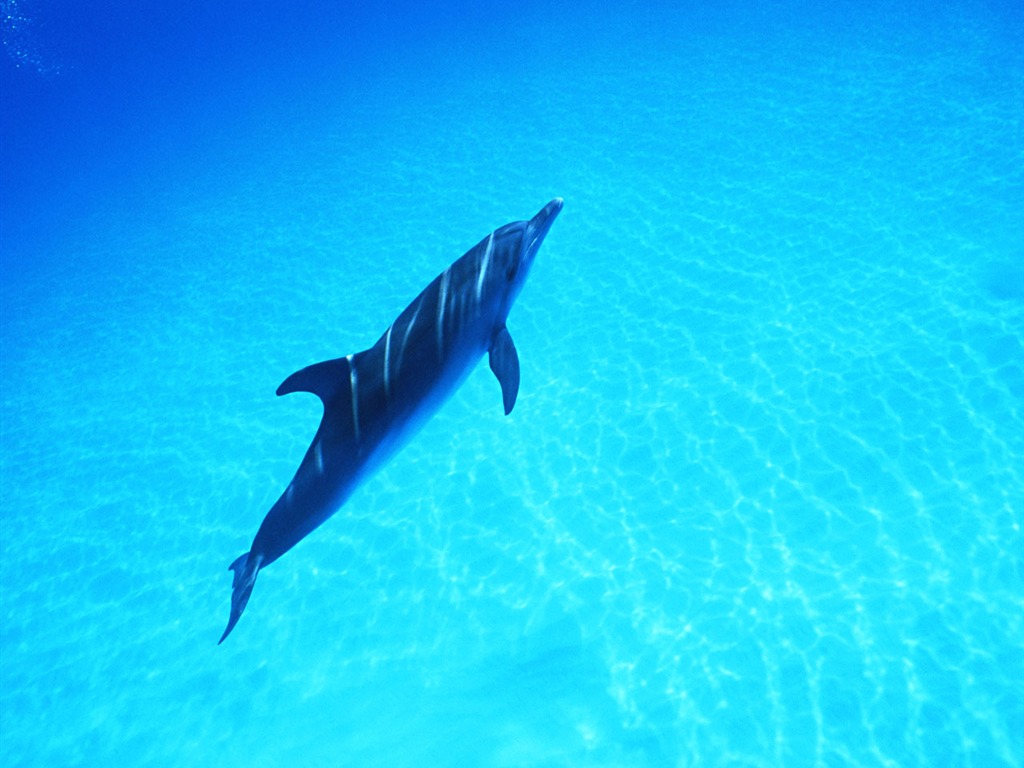 Fondo de pantalla de fotos de delfines #38 - 1024x768