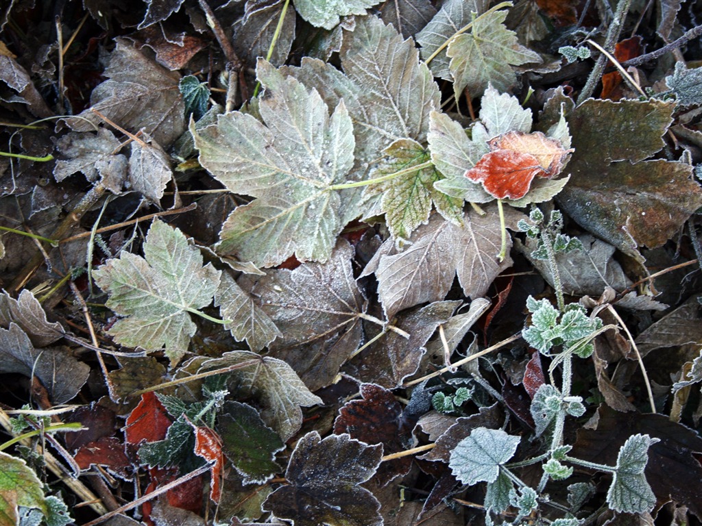 ledu rostlin Tapety Album #1 - 1024x768
