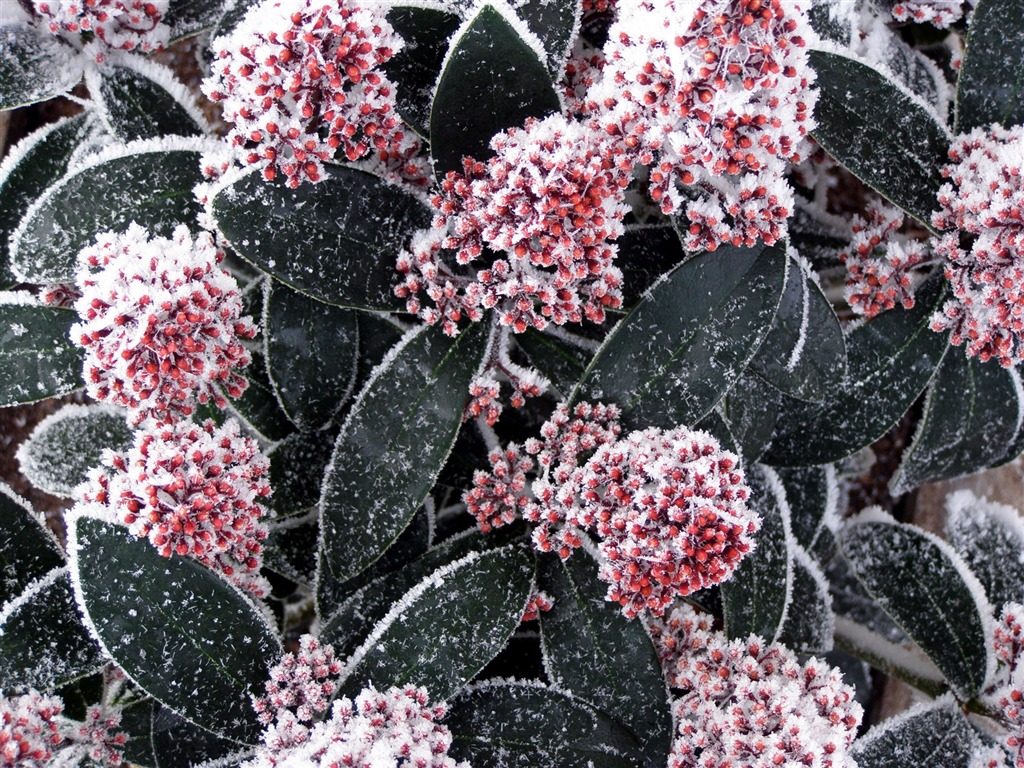 ledu rostlin Tapety Album #12 - 1024x768