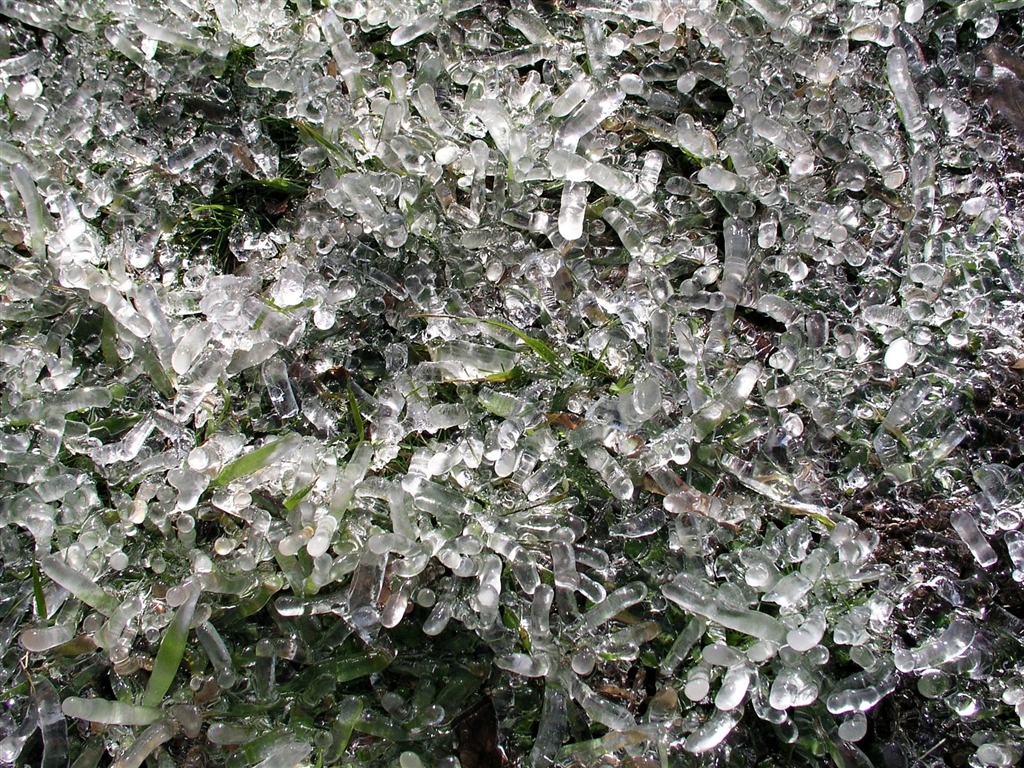 ledu rostlin Tapety Album #13 - 1024x768