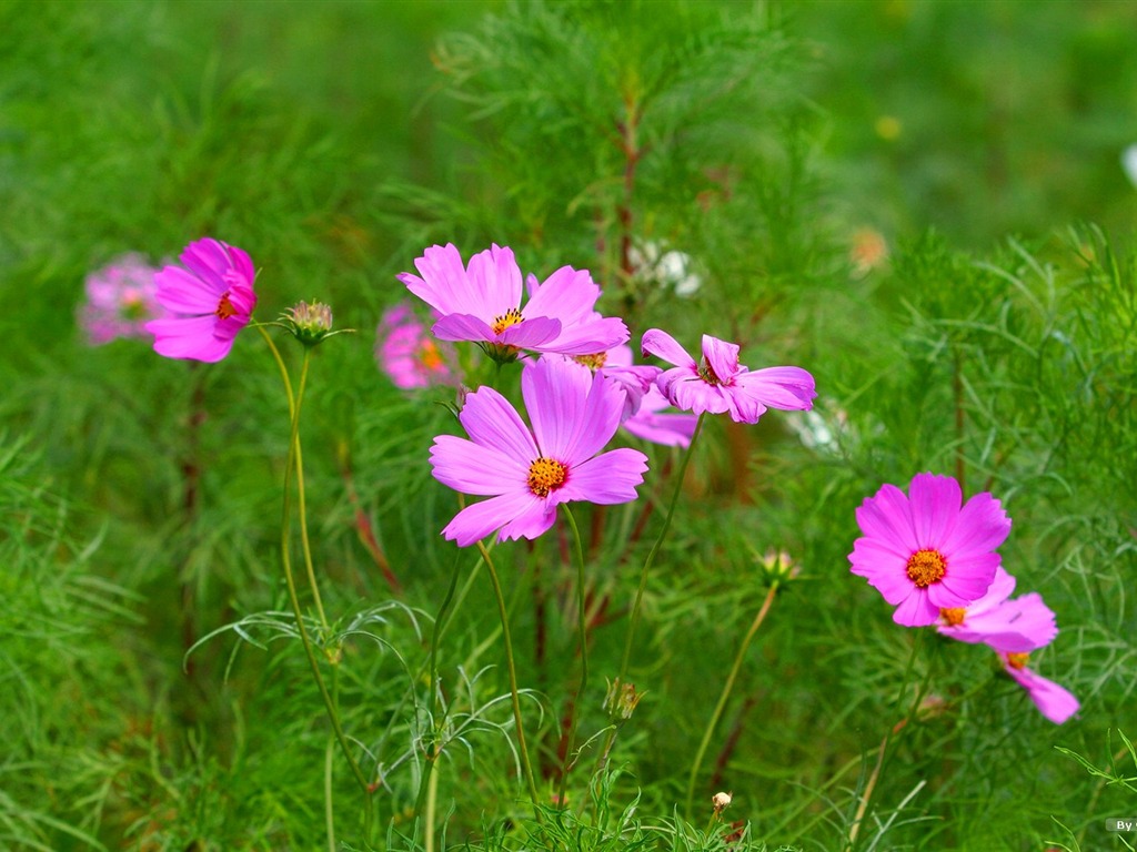 Otoño cosmos fondo de pantalla #2 - 1024x768