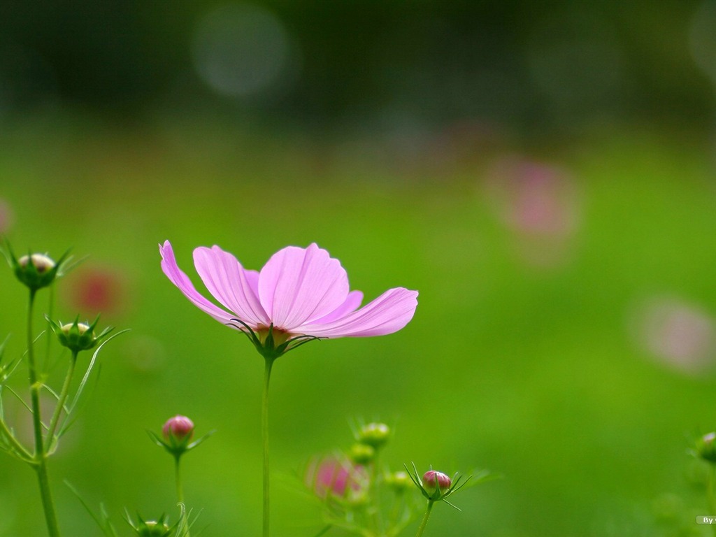 Autumn cosmos wallpaper #5 - 1024x768