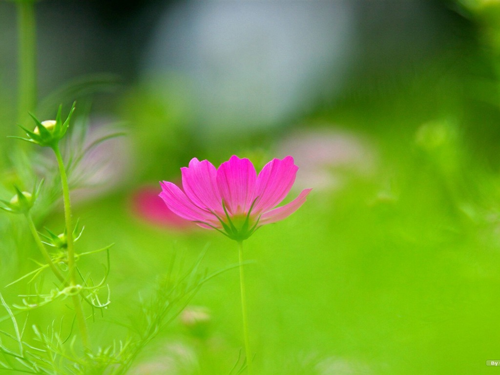 Autumn cosmos wallpaper #7 - 1024x768