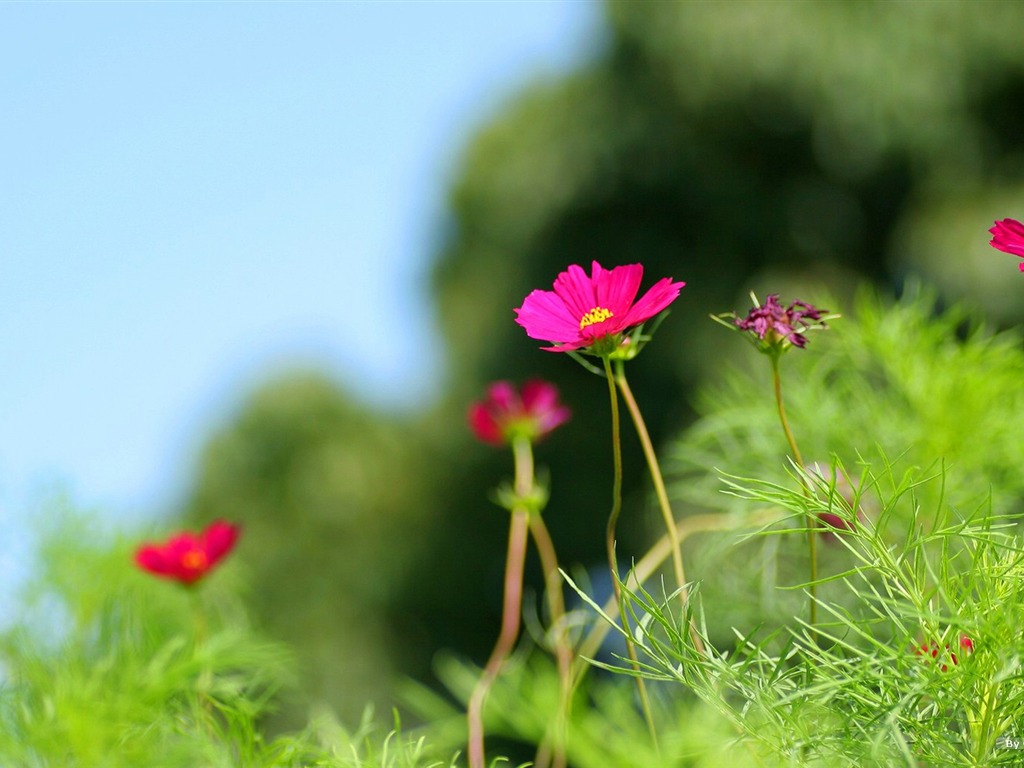 Autumn cosmos wallpaper #8 - 1024x768