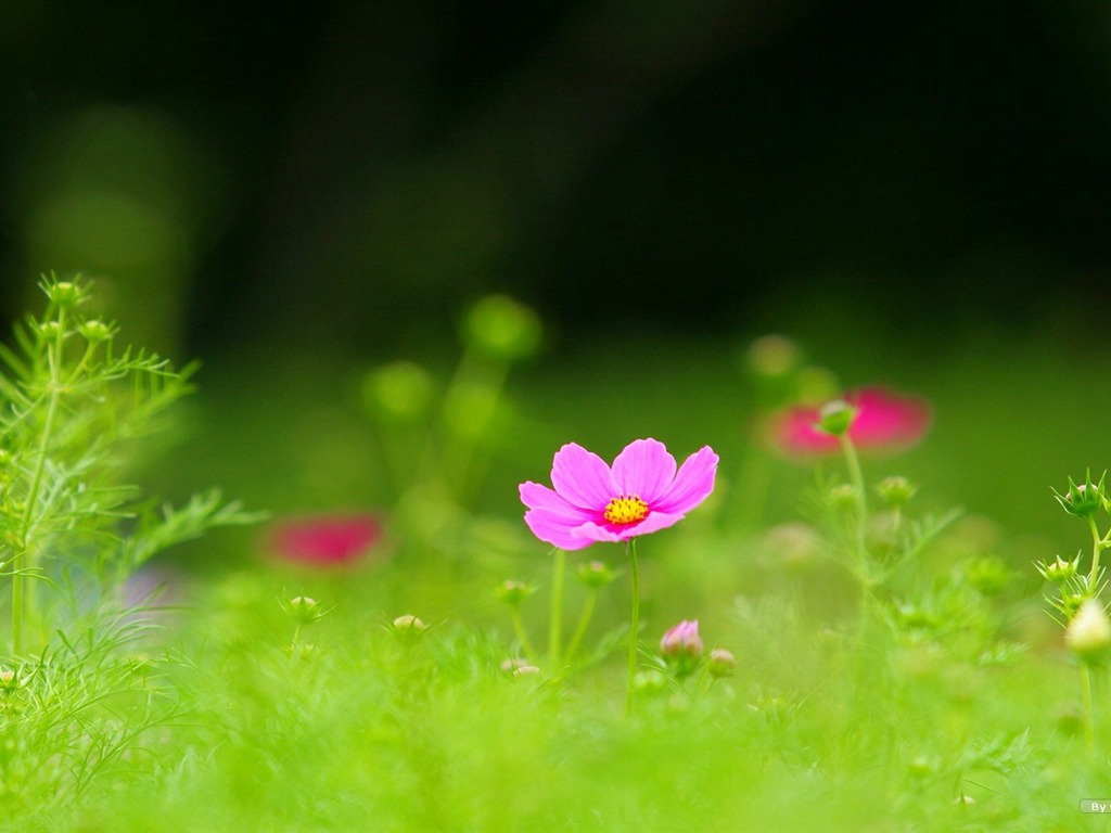 Autumn cosmos wallpaper #9 - 1024x768