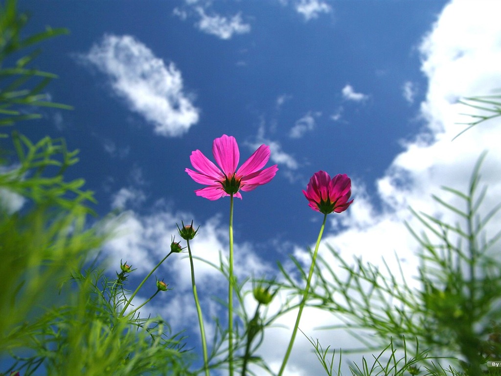 Autumn cosmos wallpaper #10 - 1024x768