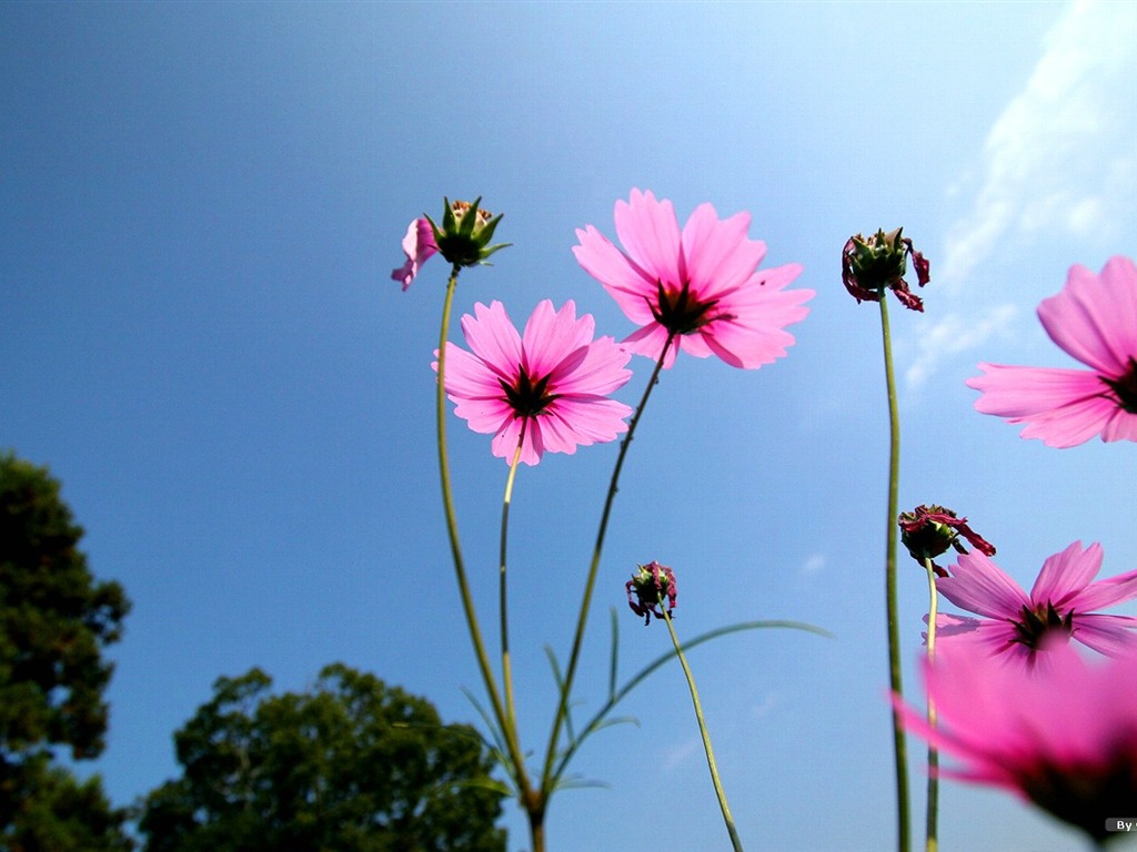 Autumn cosmos wallpaper #11 - 1024x768