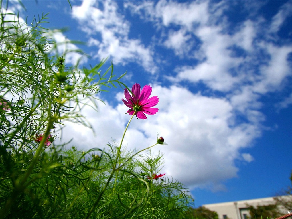 Otoño cosmos fondo de pantalla #12 - 1024x768