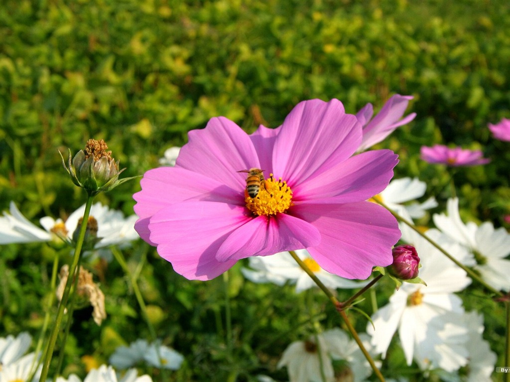 Otoño cosmos fondo de pantalla #14 - 1024x768