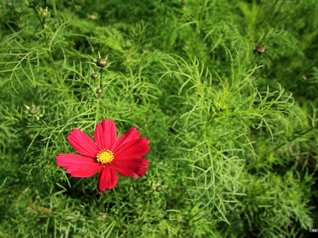 Autumn cosmos wallpaper #16 - 1024x768