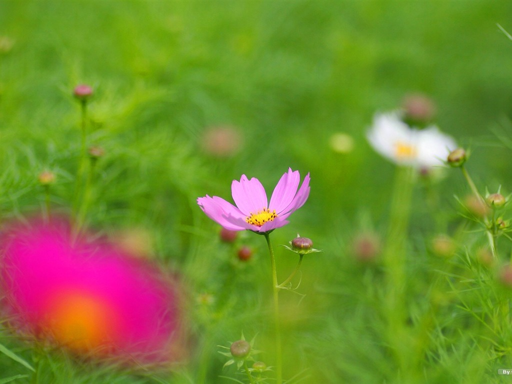 Autumn cosmos wallpaper #19 - 1024x768