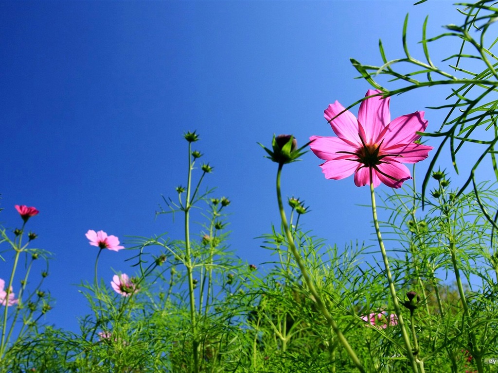 Autumn cosmos wallpaper #20 - 1024x768