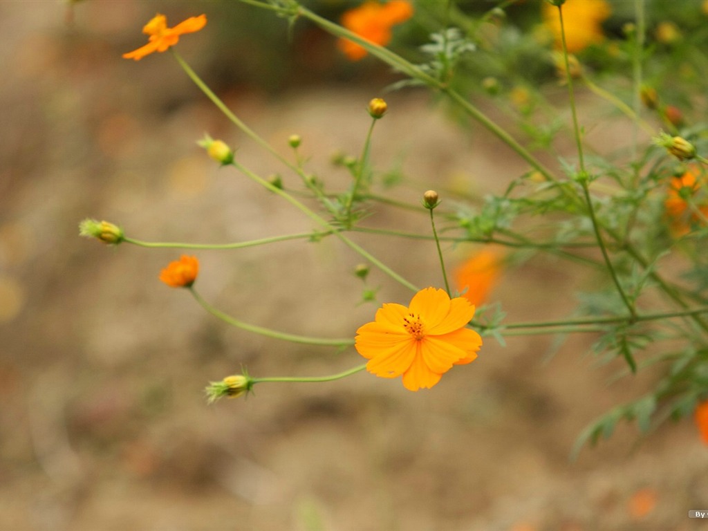 Autumn cosmos wallpaper #22 - 1024x768