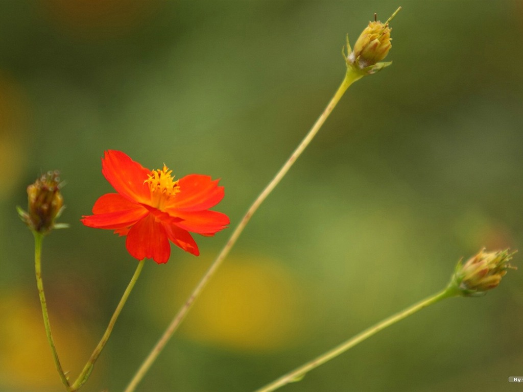 Otoño cosmos fondo de pantalla #23 - 1024x768