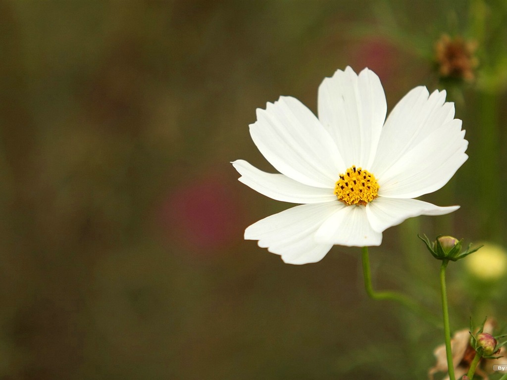 Autumn cosmos wallpaper #24 - 1024x768