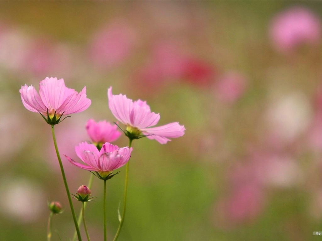 Automne cosmos fond d'écran #37 - 1024x768