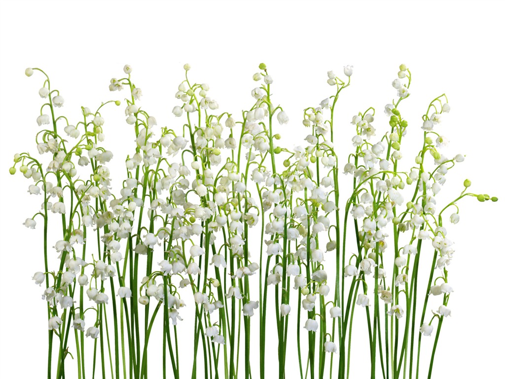 Fleurs blanches Fond d'écran #13 - 1024x768