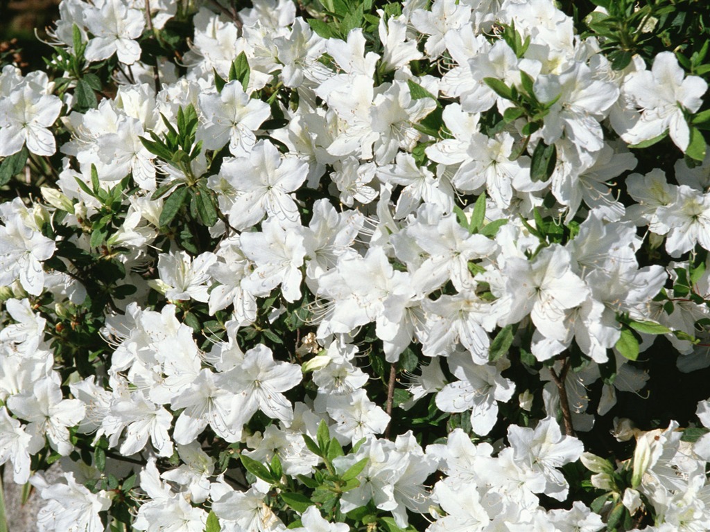 Fleurs blanches Fond d'écran #15 - 1024x768