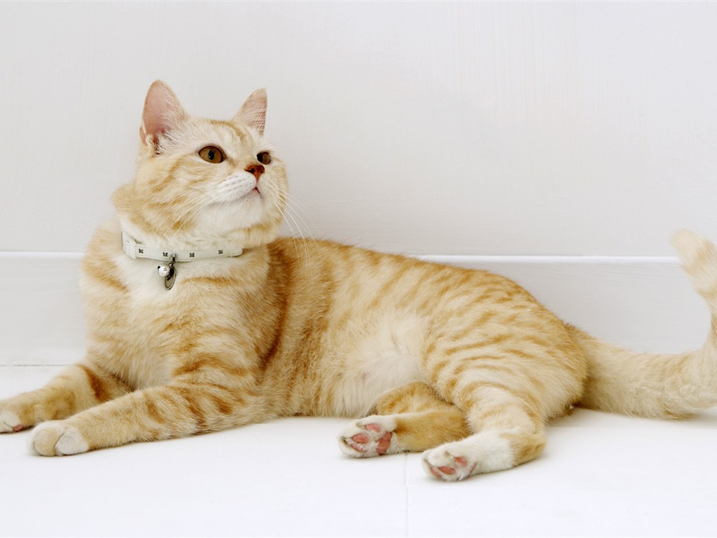 HD papel tapiz lindo gatito #24 - 1024x768