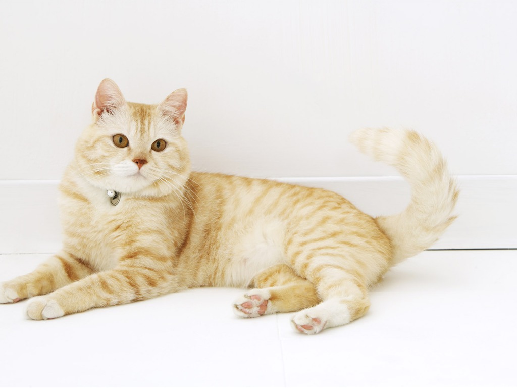 HD papel tapiz lindo gatito #28 - 1024x768